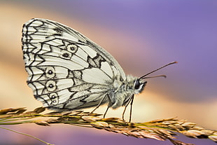Paperkite Butterfly perched on brown wheat macro photography, marbled white