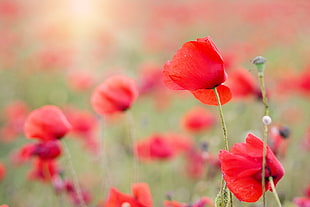 selective focus photography of red poppies HD wallpaper