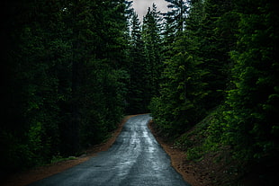 gray concrete road in the middle of trees HD wallpaper