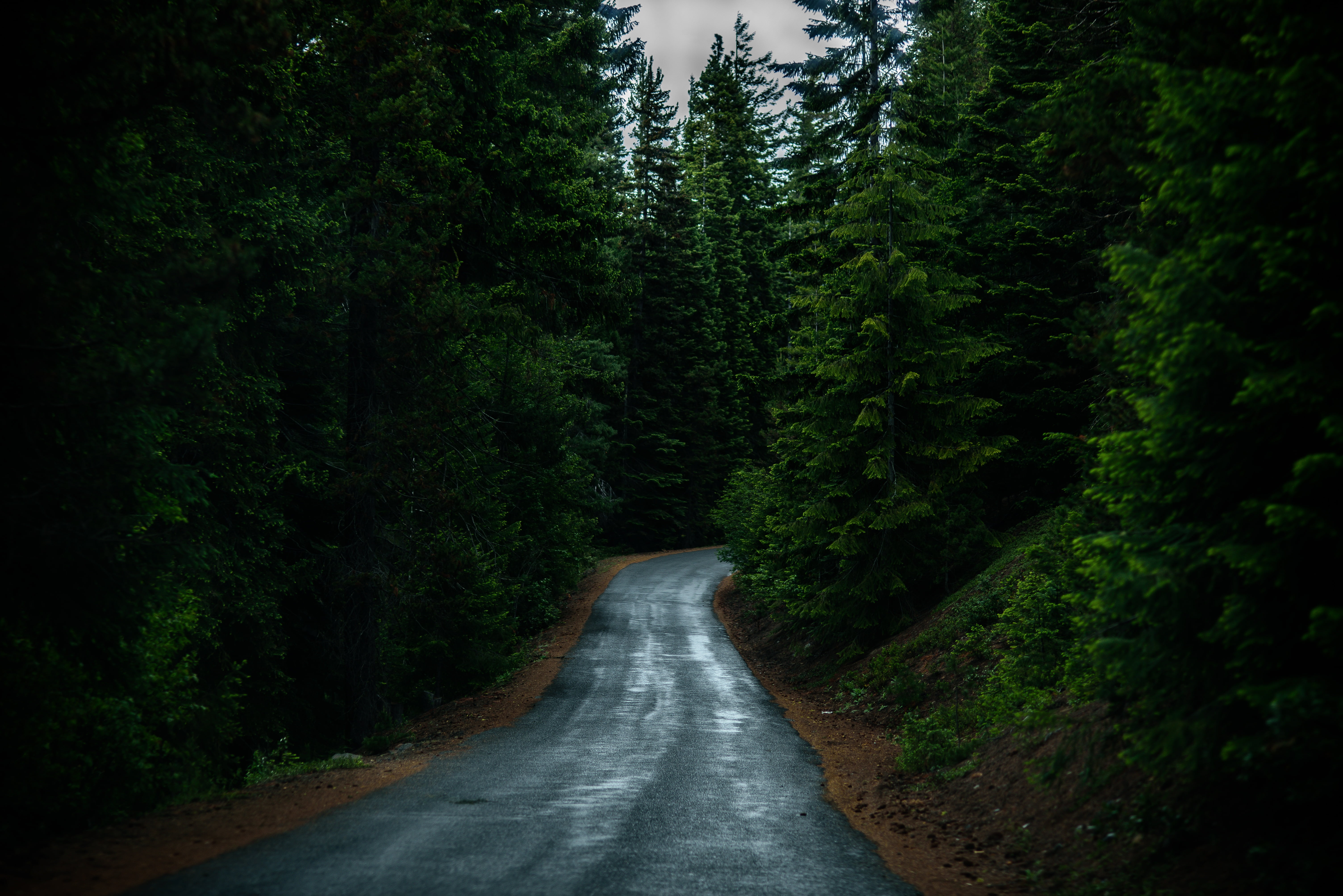 Дорога в красивом лесу