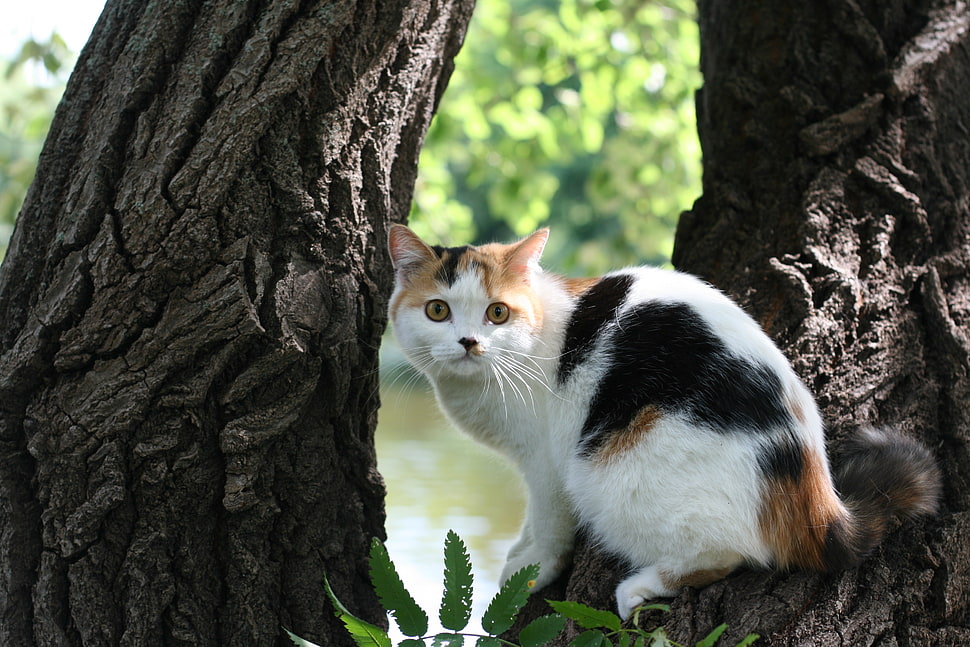 white and black short-fur cat on tree HD wallpaper