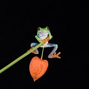 green frog holding on green tree branch