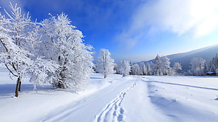 snow covered ground and frosted tree under white clouds during daytime