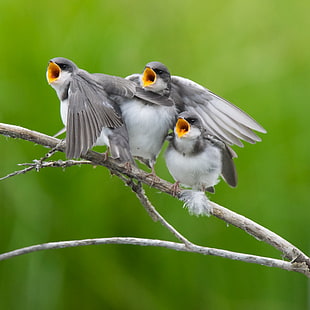 three gray and white short beak flock of birds perching on twigs HD wallpaper