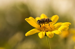 selective focus photography of bee on the top of yellow flower, mosca, las flores