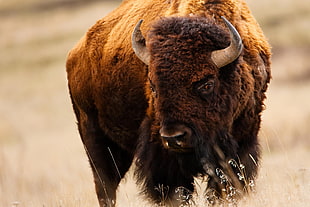 brown and black fur coat, bison, American Buffalo