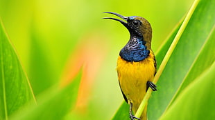 yellow and black bird with green bird, animals, birds, sunbirds