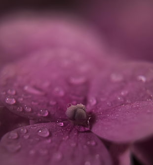 pink Hydrangea with dewdrops macro photogrphy HD wallpaper