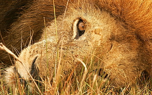 close up photography of lion