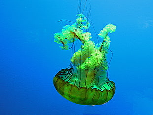 closeup photo of green and black Jellyfish
