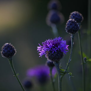 selective focus photography of purple Cornflower