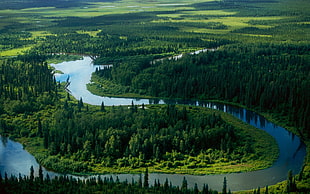 pine trees and river, Turkey, forest, river