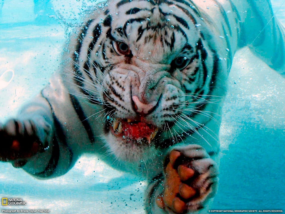 white tiger, white tigers, animals HD wallpaper