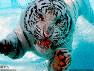 white tiger, white tigers, animals