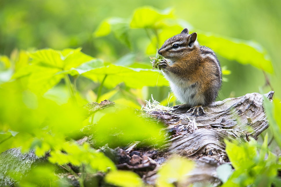 photography of tricolored animal on brown wooden tree trunk HD wallpaper