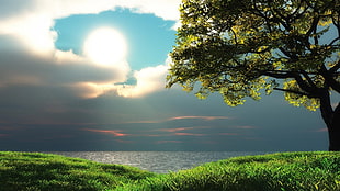 Sun,  Tree,  Cloudy,  Gleam HD wallpaper