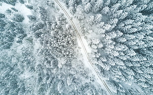 aerial photo of green pine trees at daytime