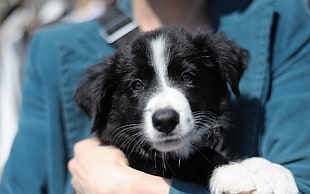 person carrying black and white border collie puppy