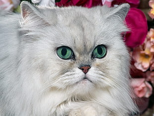 adult Persian cat