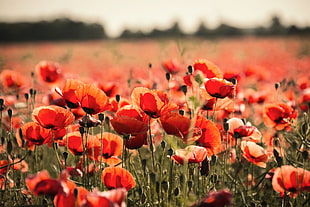 depth of field photography of red poppy flowers HD wallpaper