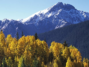 photo of yellow leaf trees and mountain during daytime HD wallpaper