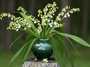 green leaf plant on green ceramic vase HD wallpaper