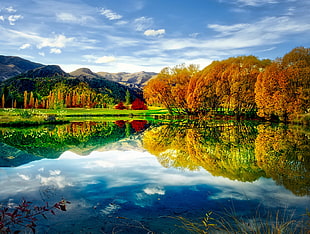 yellow tree on body of waters under cirrus clouds HD wallpaper