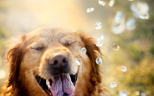 adult Golden Retriever playing water HD wallpaper
