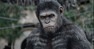 Planet of the Apes gorilla character HD wallpaper
