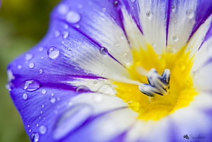 purple,white, and yellow petaled flower