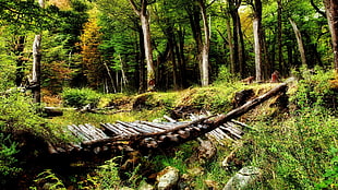 gray wooden bridge, forest, nature, trees, landscape