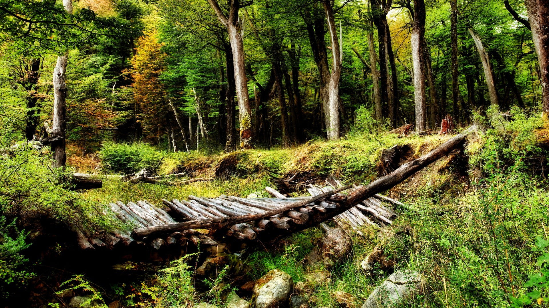 Gray Wooden Bridge Forest Nature Trees Landscape Hd Wallpaper