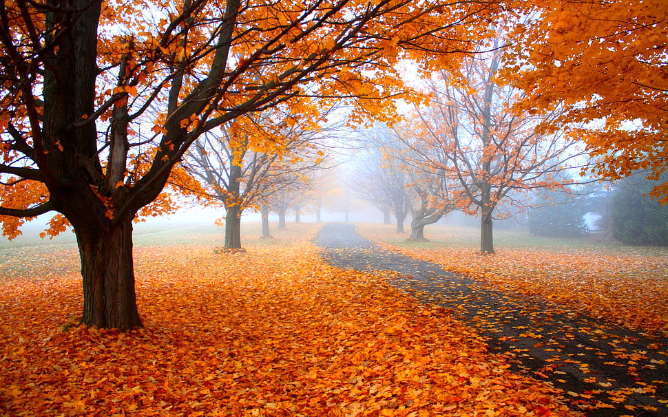 orange leaf trees wallpaper, nature, landscape, morning, mist HD wallpaper