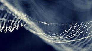 spider web, spiderwebs, dew, water drops, macro HD wallpaper