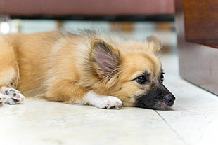 brown and black long-coat dog lying down on tile flooring