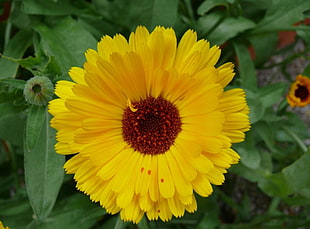 closeup photo of Sunflower
