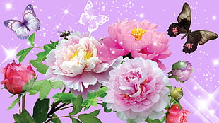 flower and butterfly display HD wallpaper