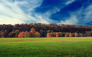 photography of green grass and brown trees