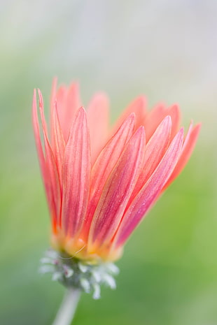 micro photography of pink-and-peach-colored  Daisy HD wallpaper