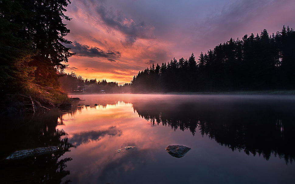 pine trees, lake HD wallpaper