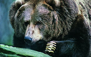 black and brown bear HD wallpaper