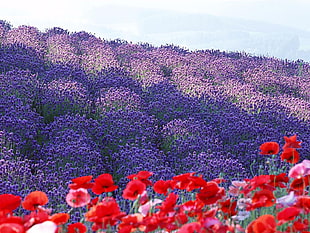 purple and red flowers HD wallpaper