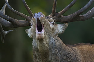 brown deer, animals, nature, deer, open mouth HD wallpaper