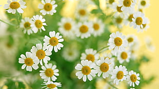 white and yellow daisies