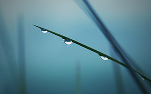 green leaf plant with water drop, grass, water drops, plants, macro HD wallpaper