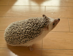 white and gray hedgehog on beige parquet flooring surface