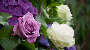 shallow focus photography of purple and white roses