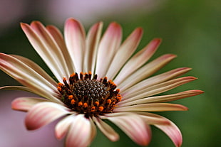 pink and brown Osteospermum flower in bloom close-up photot HD wallpaper