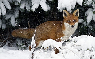 orange fox, animals, snow, fox