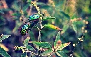 two green beetles close up photography
